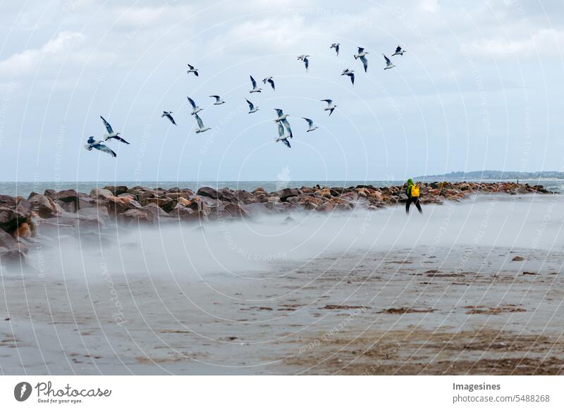 Breakwater, stones and a man walking on the beach in a windy sandstorm. Wild surf with waves. Flock of seagulls flying over the sea. Germany, Baltic Sea, coast and stormy weather. Out in nature