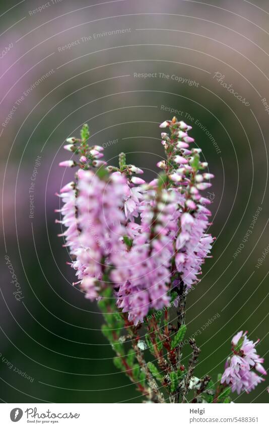 flowering heather Heathland broom heathen heather blossom Summer acuity blurriness Close-up Nature naturally Pink heather bush calluna Erika purple pink