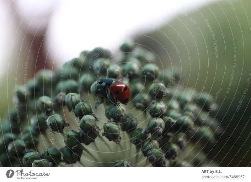 ascent Insect Animal Garden Flower Plant allium blossomed Beetle Ladybird Red red beetle Adornment ornamental garlic detail background Small