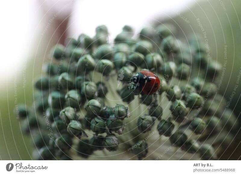 Ladybug searches on.... Insect Animal Garden Flower Plant allium blossomed Beetle Ladybird Red red beetle Adornment ornamental garlic detail background