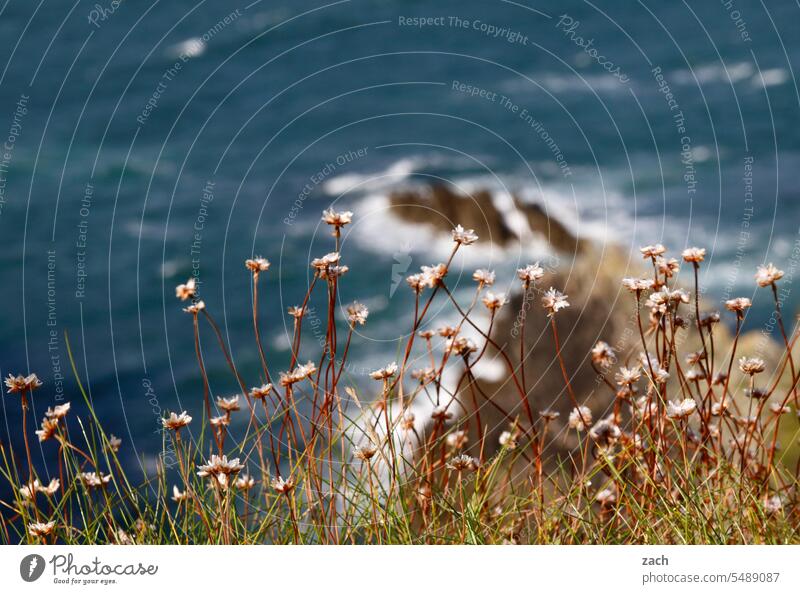 One step only in front of us is the sea Ocean coast Water Waves Blue Nature Rock steep coast Flower blossom Summer Ireland