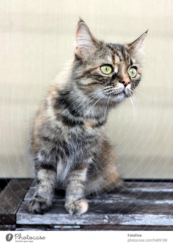 Waaaaa? What's going on there? The cat curiously observes its surroundings. She is sitting outside on a small wooden table. Cat purebred cat mix pets Pelt