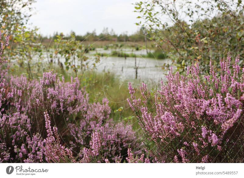 Moor heather blossom Heathland broom heathen Erika Bog moorland Moor lake Birch tree Tree shrub Summer wax Nature heather bush naturally daylight