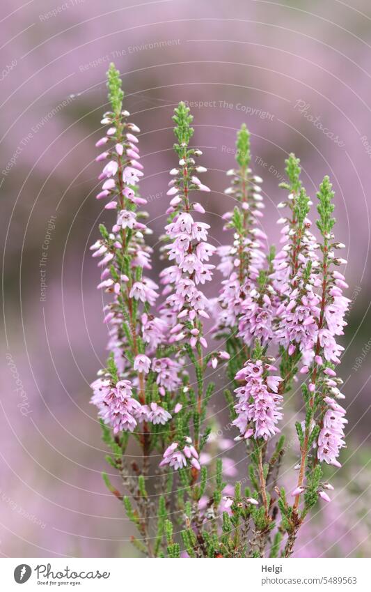 flowering broom heather Heathland broom heathen calluna Erika heather blossom heather bush naturally Summer Nature Sunlight blurriness Wild plant daylight