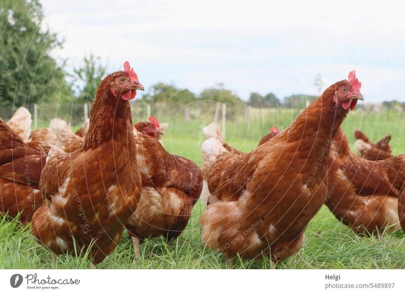 happy chickens on a meadow hen Laying hen Free-roaming Farm hühnerhof Meadow out Grass Sky Clouds Close-up frog's perspective Free-range rearing Farm animal