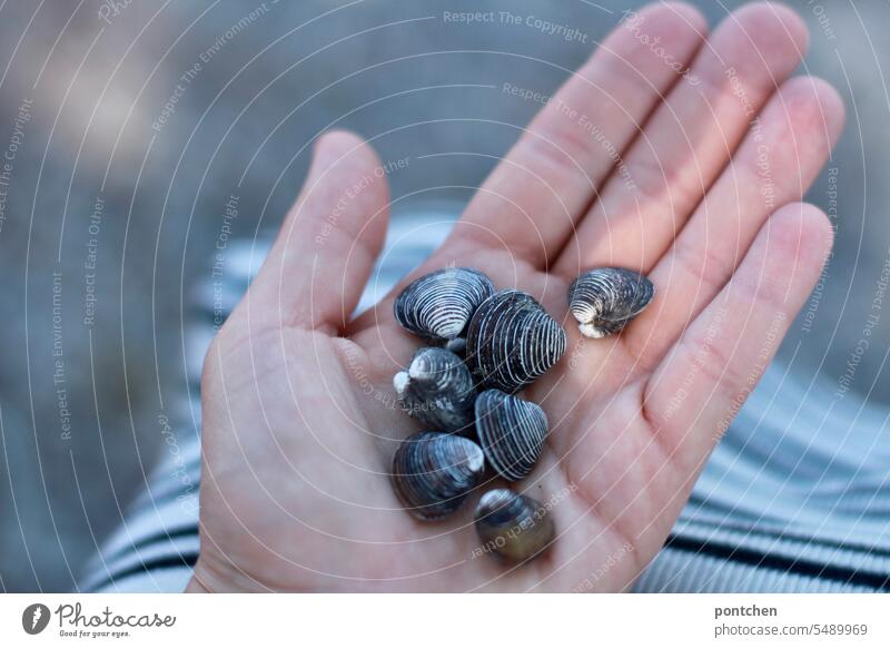 model. striped shells in the hand of a woman with a striped skirt. pattern love Stripe black-white white-black seashells Hand stop Skirt Nature Pattern Striped