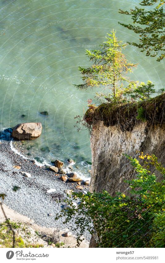 View from the edge of the chalk cliffs to a cliff of the Wissower Klinken with solitary coniferous tree Limestone rock Rügen break-off edge vantage point Cliff