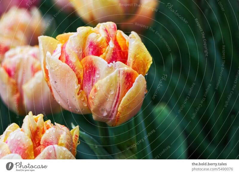 Tulips in yellow-orange tulips Spring Flower Blossom Blossoming Colour photo Tulip blossom flowers Yellow Orange Exterior shot Shallow depth of field