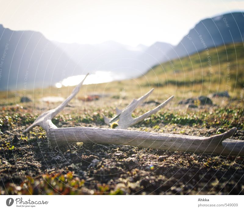 Lost & Found Senses Calm Mountain Life Antlers Reindeer Nature Landscape Moss Meadow Lake Moody Honest Authentic Wisdom Identity Divide Infinity Decline Lose