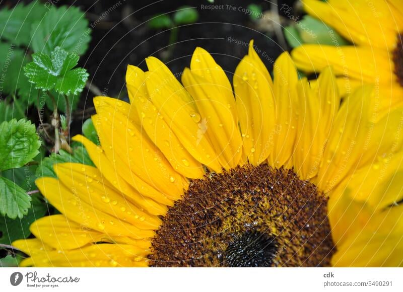 Sunflower | golden yellow flower | rain wet petals, I counted, exactly 500 pieces. ☺️ Sommen flower petals Blossom leave Yellow Drop Drops of water raindrops