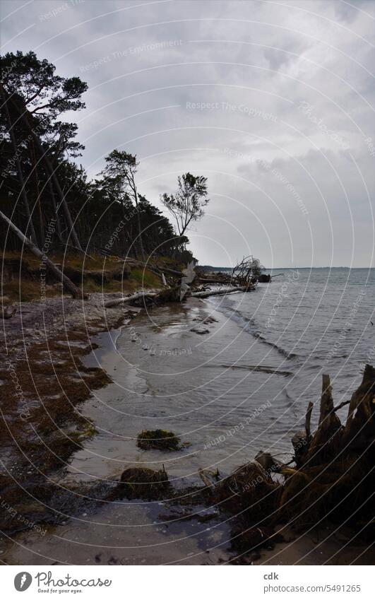 West beach Darß | evening just before the rain came. coast Beach Baltic Sea Baltic coast Vacation & Travel Ocean Nature Landscape Sky Water Relaxation