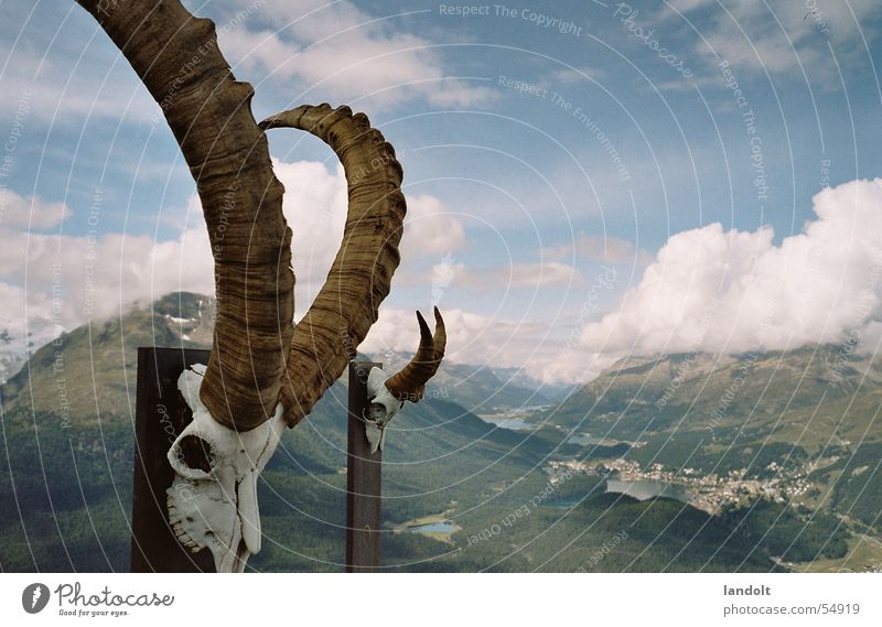 Muottas Muragl Pontresina Top terminal Capricorn Animal Antlers Clouds Hiking Alpine pasture St. Moritz Death's head Vantage point Sky Nature