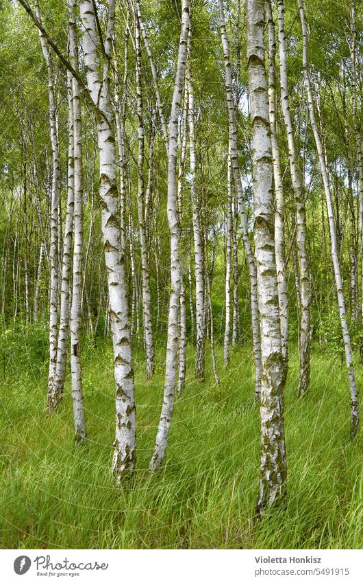 birch forest in spring Forest Nature birches Birch wood Tree Landscape Birch tree Environment Exterior shot Day trees Grass Green Spring flora