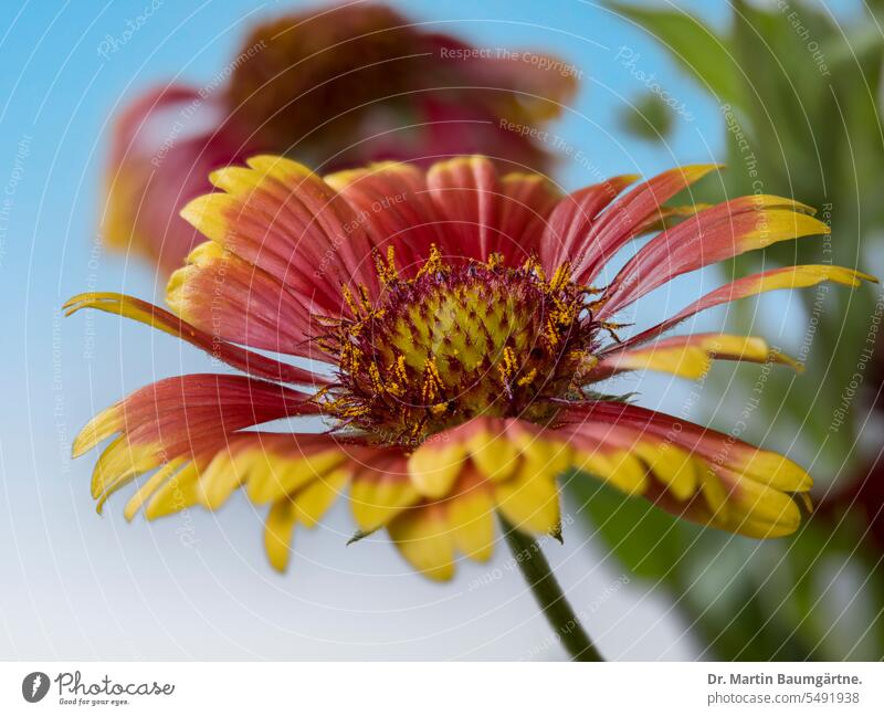 Large-flowered cocklebur, Gaillardia x grandiflora, medium format photo, focus stacking. Large flower coquina flower Hybrids shrub inflorescence blossom