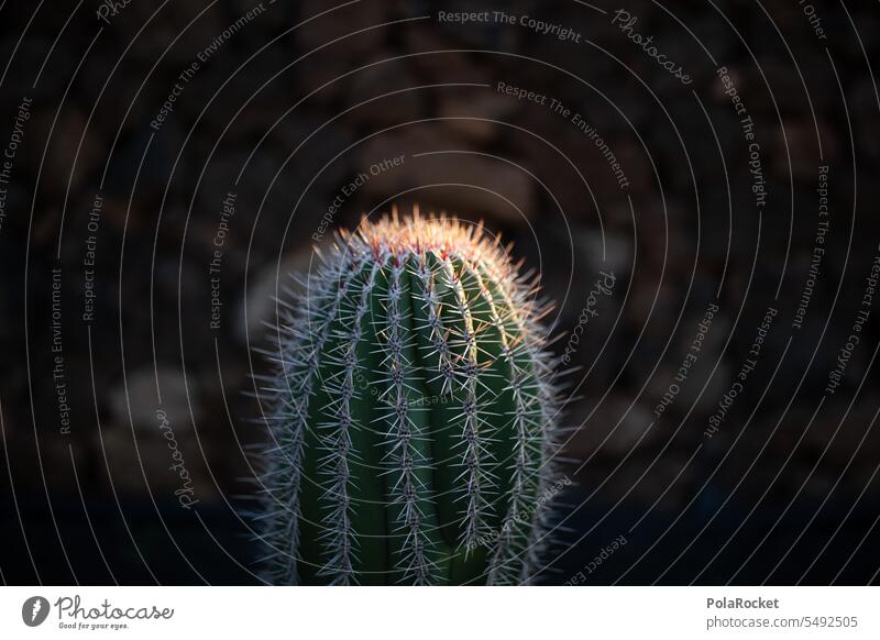 #A0# Cactus skin! cactus plant Cactus field peak Autsch thorns prickles Plant Nature Thorny Green cacti Summer Colour photo Exterior shot succulent Desert