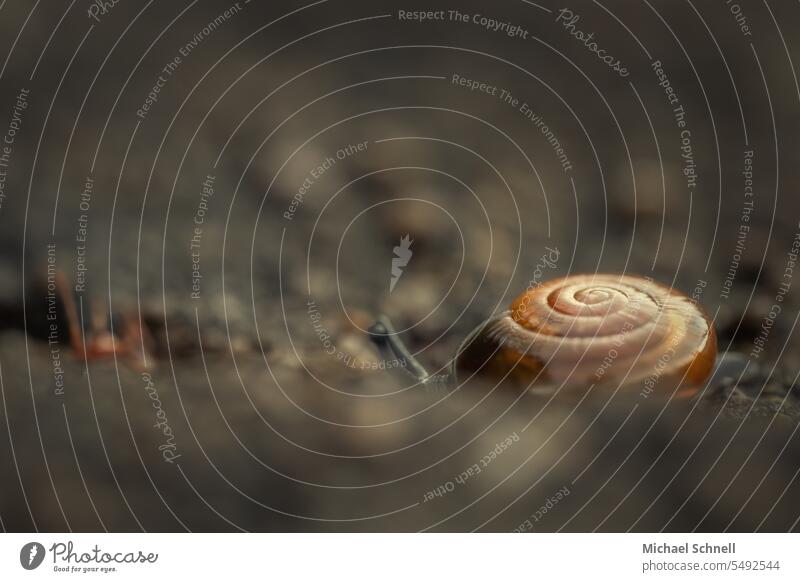 Small snail (about 4mm in size), slightly hidden Crumpet Snail shell turned Rotated Spiral Animal Structures and shapes Macro (Extreme close-up)