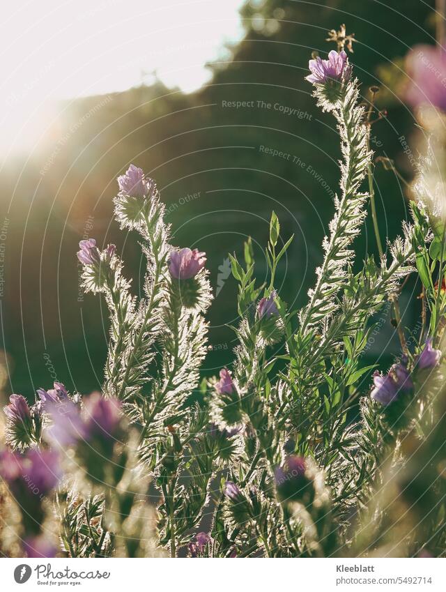 Phacelia or bee friend (Phacelia tanacetifolia) in the evening sun bee friendly plant Evening sun Sunbeam Background picture Card greeting card Honey flora