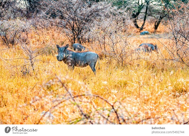 pumba Animal face Bushes covert Warthog Wildlife Animal portrait Grass etosha national park Etosha Africa Namibia Exterior shot Wanderlust Colour photo Freedom