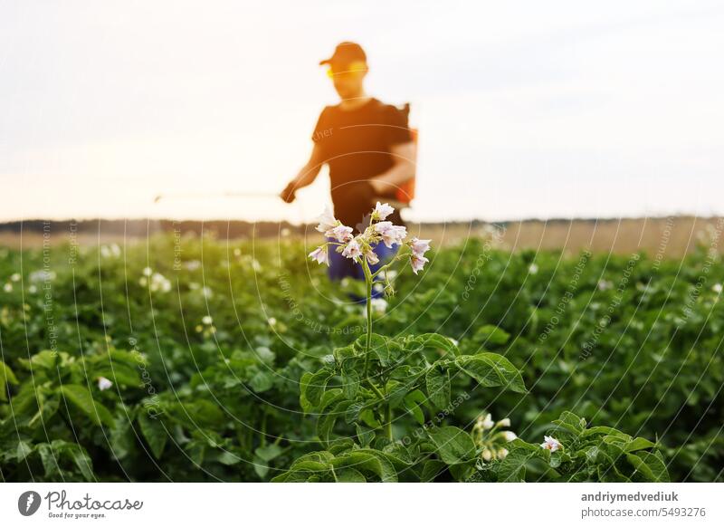 Blooming potato field. On background farmer with manual sprayer treats plants from pests, colorado beetle and fungus infection. Use chemicals in agriculture. Harvest processing. Protection and care