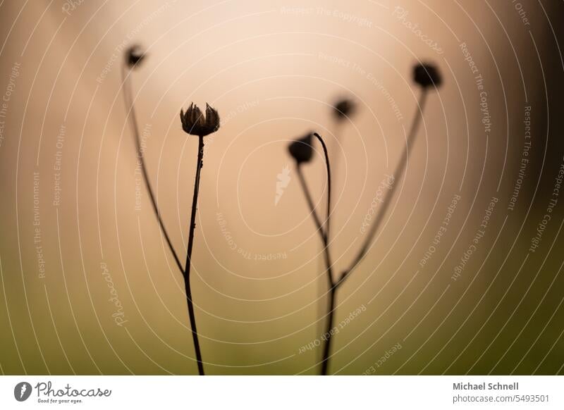 Dried Shriveled Dried out plants autumn colours Nature Plant Close-up naturally Environment Shallow depth of field