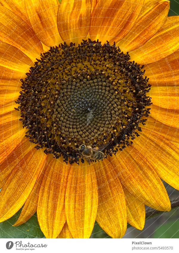 Sunflower with insect Yellow Flower Summer Nature Plant Exterior shot Deserted Green Blossom Close-up Agricultural crop Colour photo