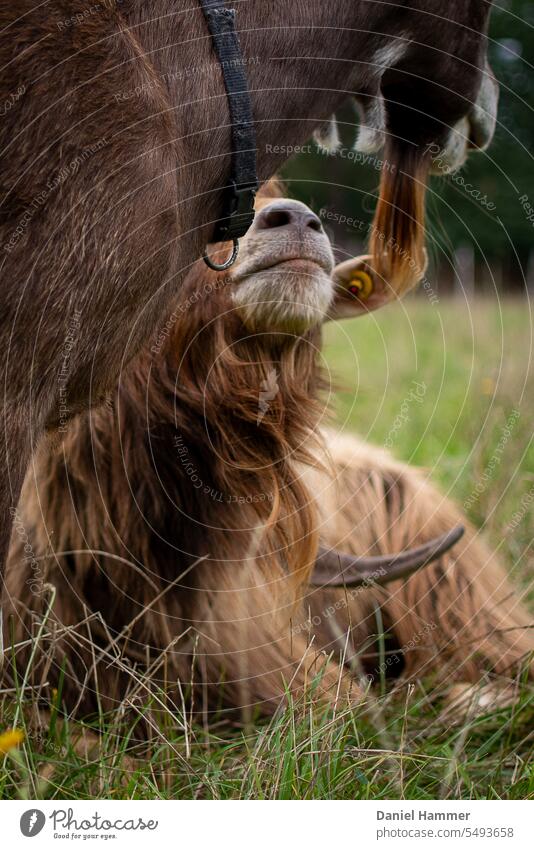 In the foreground is a female Thuringian Forest goat with black collar, bell and beard and looks obliquely-right to the rear. Below the lady goat in the focus is a Thuringian Forest goat ram and looks up at his goat lady.