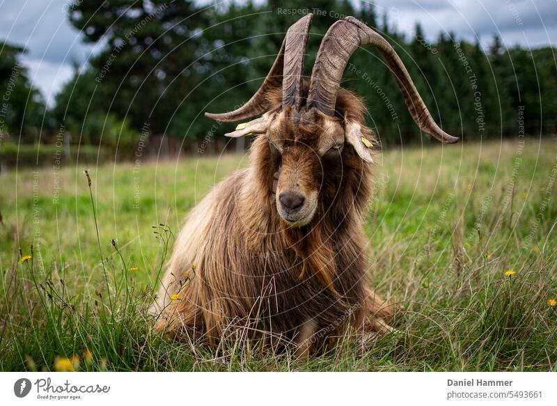 Thuringian forest goat (billy goat) rises on a late summer green meadow with yellow dandelion flowers. Its mayestetic horns stand out against the blurred green trees in the background.