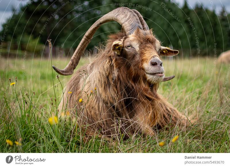 Thuringian Forest goat / billy goat lying in a meadow in late summer watching his flock. Waldemar sticks out his tongue a bit. In the background blurred trees.