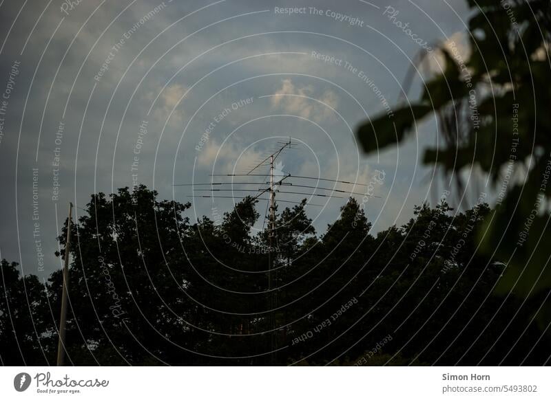 Large antenna overlooks a cluster of trees Antenna Radio Forest Edge of the forest covert communication underhand Radio (broadcasting) Technology