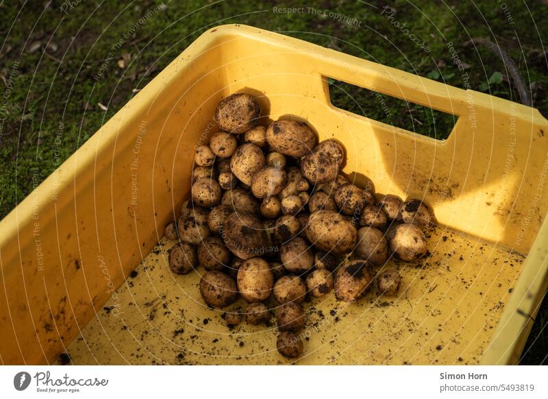 freshly harvested potatoes lie in a yellow box Harvest Potatoes self-sufficiency treasures of the soil Garden Food Extend Nutrition Fresh Organic produce