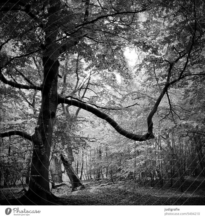 In the Darss primeval forest Tree trees Forest Virgin forest darsswald Landscape Nature Plant naturally Idyll National Park Nature reserve nature conservation