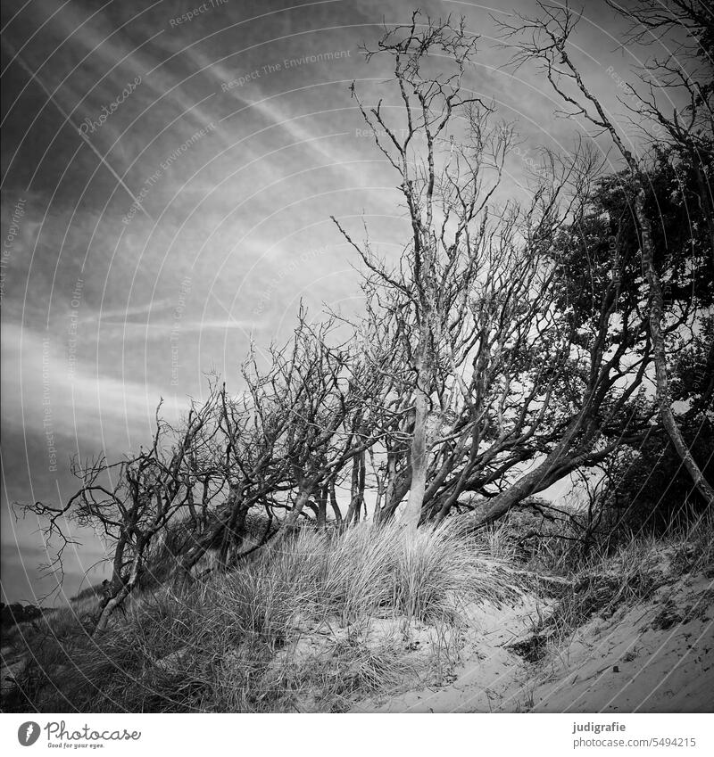 On the west beach Wind cripple Tree Western Beach Darss Beach dune Baltic Sea coast naturally Landscape Nature Environment Wild trees Square Black & white photo