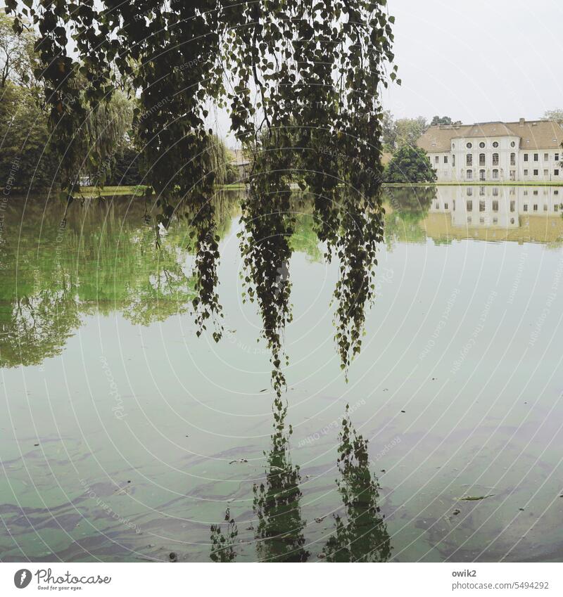 Covered Park Pond bank Water Lakeside Idyll Tree Branches and twigs Deciduous tree Peaceful Hang Exterior shot Detail Reflection Deserted Landscape Nature