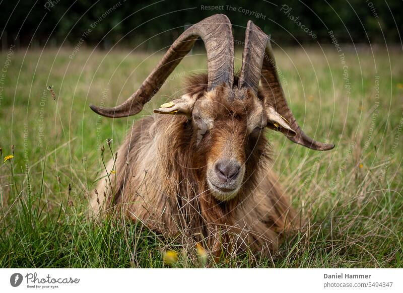 Thuringian forest goat / billy goat lying in late summer meadow. In the background a dark green hedge. wood goat Thuringian Forest Goat He-goat horns