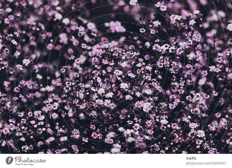 flowering saxifrage stonewort blossoms carpet of flowers Summerflower Garden plants Carpet of flowers Alyssum aromatic plant Summer Blossoms Summery Violet