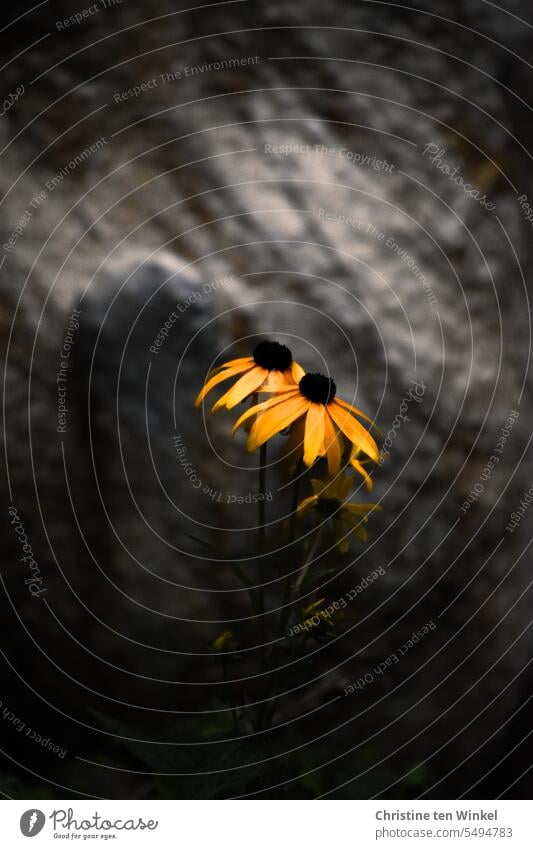 Bright yellow coneflower in front of dark stone Yellow sun hat Rudbeckia yellow blossoms yellow flowers blurriness Shallow depth of field heyday late summerly