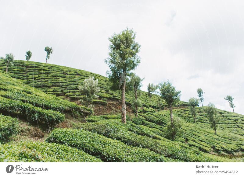 tea plantation with trees in Munnar, India Kerala Vacation & Travel Asia Tourism Exterior shot Colour photo Summer Day Nature Tea Tea plantation Tea plants Tree