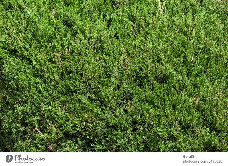 natural pattern green tree leaves abstract backdrop background closeup color day detailed environment field flora fresh garden grass green background