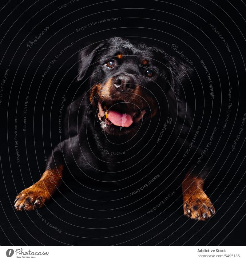 Calm dog resting in black studio calm obedient purebred pet animal portrait mammal muzzle cute pedigree lying canine adorable zoology loyal stare interest