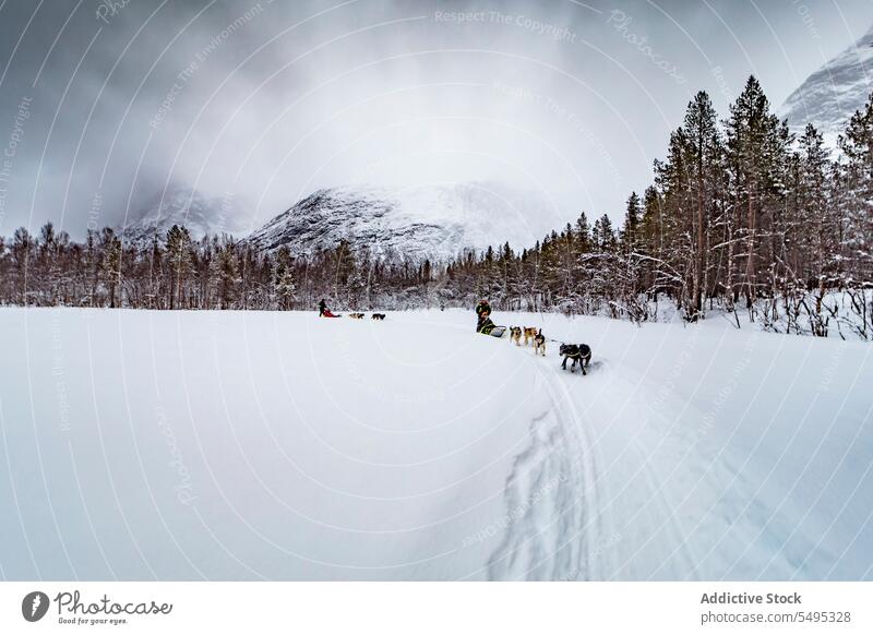 Unrecognizable men in warm clothes walking with pack of dogs on snowy land winter owner frost animal canine cold wintertime friend forest tree pet countryside