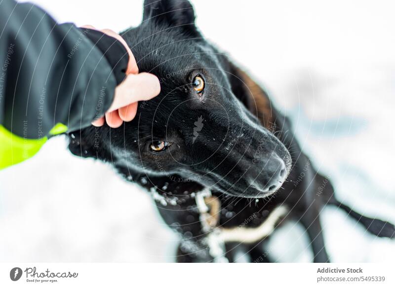 Unrecognizable owner in jacket stroking with fist on face of Laika dog funny hand pet gesture animal friend laika countryside adorable cute domestic loyal