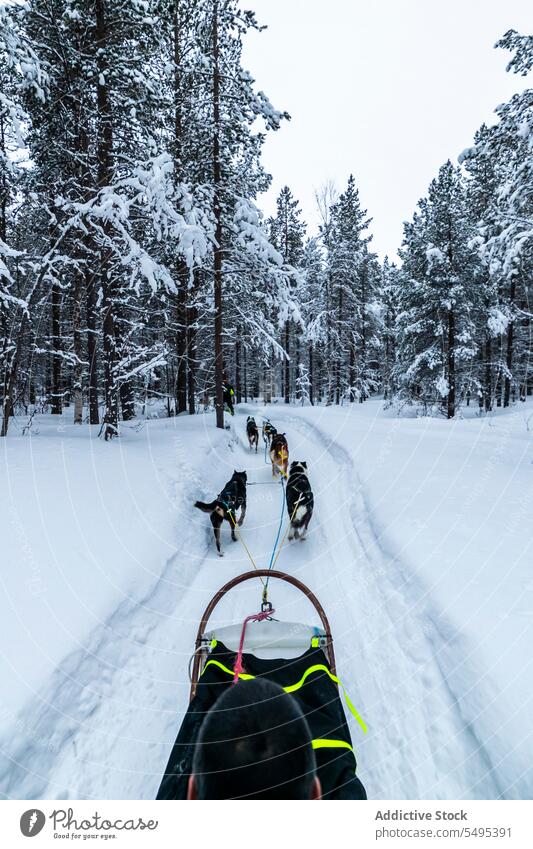 Unrecognizable man sitting and riding on sled tied to pack of dogs winter forest pet animal owner snow canine male nature countryside companion daylight