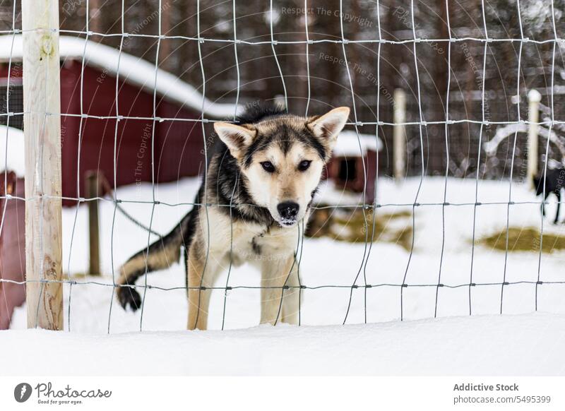 Funny dog standing with head in fence wire in daylight canine animal pet friend enclosure adorable countryside cute purebred curious companion obedient breed