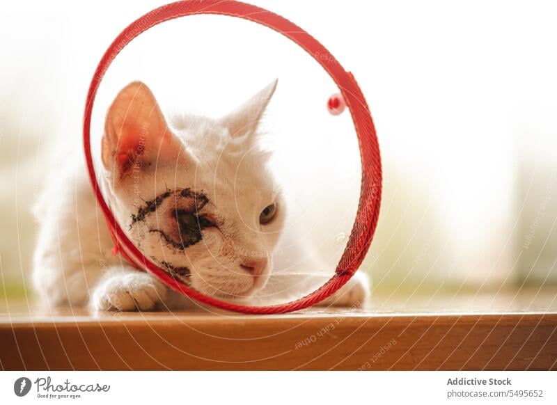 Fluffy sick domestic cat in cone collar sitting on table at home animal unhealthy pet skin cancer eye kitty wooden apartment mammal breed creature lying down