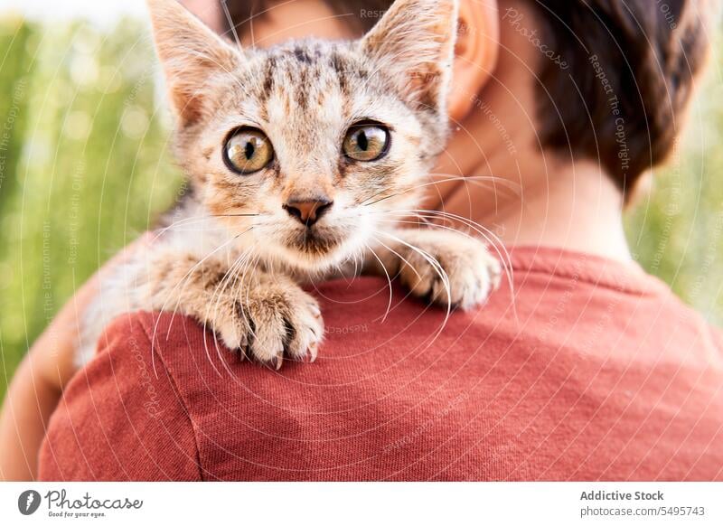 Anonymous boy with brown cat kid child adorable cute innocent childhood white kitten brunette hug hold embracing pet friend friendly together stand daylight