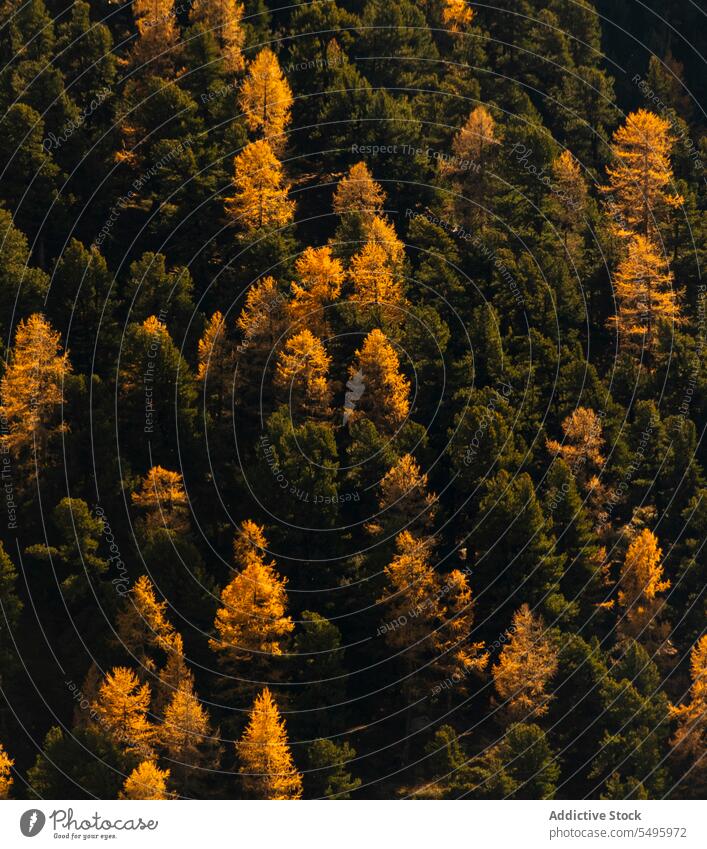 Coniferous forest in autumn day coniferous tree nature woodland flora evergreen woods grow environment growth plant wild natural botany height scenery botanic