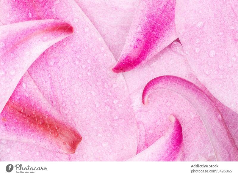 Raindrops on Magnolia Petals background close up close-up closeup droplets horizontal magnolia many nature petals pink rain raindrops water waterdrops wet