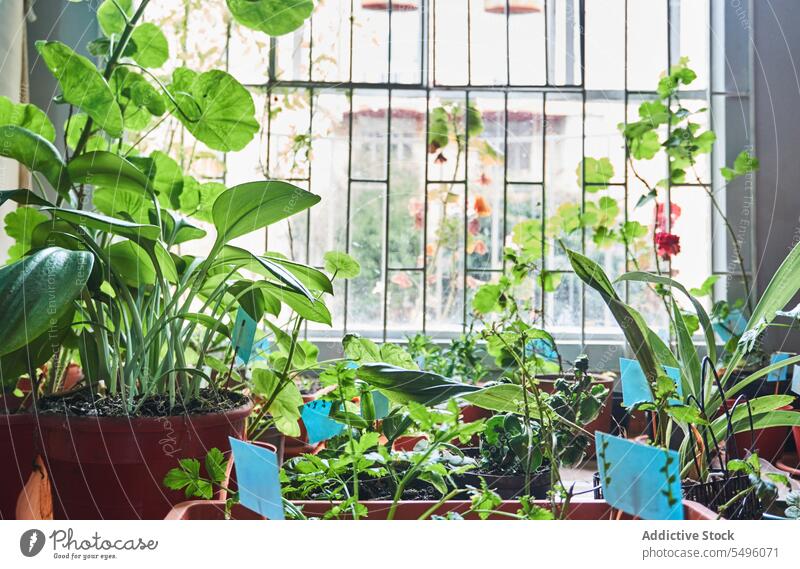 Potted plants growing near metal grill window at home potted leaf flora natural vegetate cultivate growth green botany light daytime room windowsill various