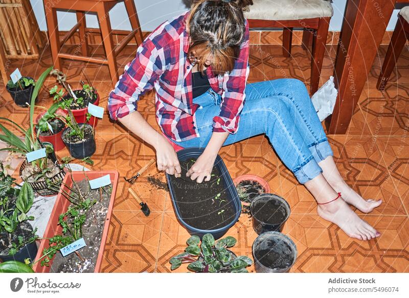 Crop gardener planting seedlings in pot at home woman sprout seeding container soil cultivate female hobby plastic horticulture growth botany floor busy process