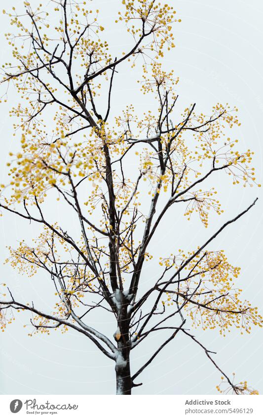 Winter park with leafless tree in town winter snow nature landscape vegetate cold urban botany branch solitude sky city street madrid spain europe wavy thin